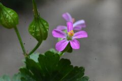 Geranium lucidum_Margarida Vila CC BY-NC