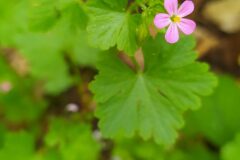 Geranium lucidum_Merce Vallicrosa CC BY-NC