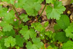 Geranium lucidum_Merce Vallicrosa CC BY-NC