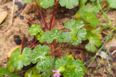 Geranium lucidum_Merce Vallicrosa CC BY-NC