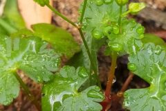 Geranium lucidum_Merce Vallicrosa CC BY-NC