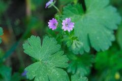 Geranium molle_Joaquim Reberte