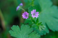 Geranium molle_Joaquim Reberte