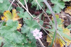 Geranium molle_Marc Rovira CC BY-NC