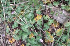 Geranium molle_Marc Rovira CC BY-NC