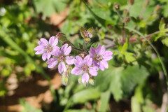 Geranium molle_Mariona Alonso