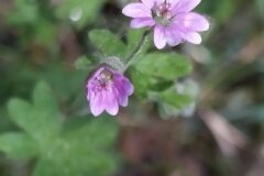 Geranium molle_Merce Vallicrosa CC BY-NC