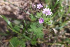 Geranium molle_Merce Vallicrosa CC BY-NC