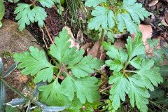 Geranium purpureum_Andres Tello
