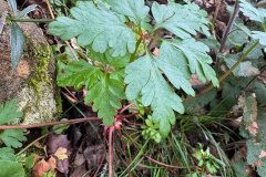 Geranium purpureum_Andres Tello