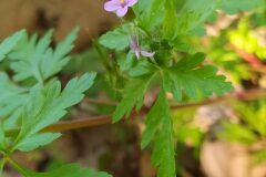 Geranium purpureum_Merce Vallicrosa CC BY-NC