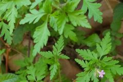 Geranium purpureum_Merce Vallicrosa CC BY-NC