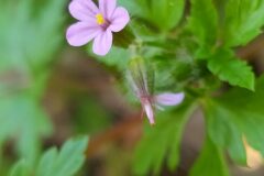 Geranium purpureum_Merce Vallicrosa CC BY-NC