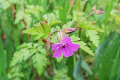 Geranium robertianum_Isabel Gallent