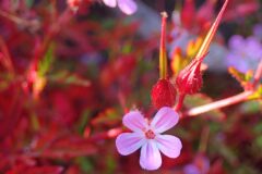 Geranium robertianum_Joanjo Garcia CC BY-NC
