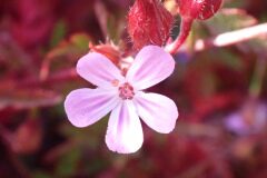 Geranium robertianum_Joanjo Garcia CC BY-NC