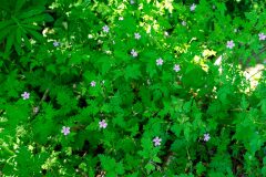 Geranium robertianum_Joaquim Reberte