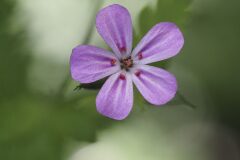 Geranium robertianum_Joaquim Reberte