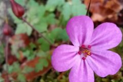 Geranium robertianum_Merce Vallicrosa CC BY-NC