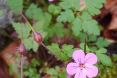 Geranium robertianum_Merce Vallicrosa CC BY-NC