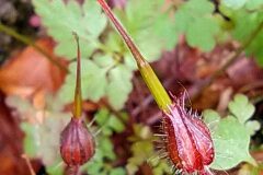 Geranium robertianum_Merce Vallicrosa CC BY-NC