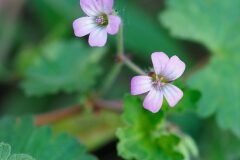 Geranium rotundifolium_Joaquim Reberte