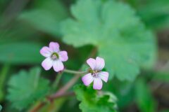 Geranium rotundifolium_Joaquim Reberte