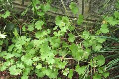 Geranium rotundifolium_Joaquim Reberte