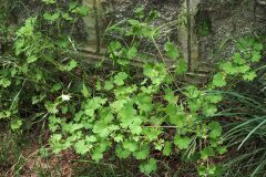 Geranium rotundifolium_Joaquim Reberte