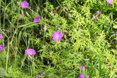 Geranium sanguineum_Jordi Puyuelo