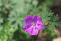 Geranium sanguineum_Jordi Puyuelo