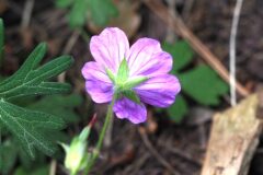 Geranium sanguineum_Jordi Puyuelo
