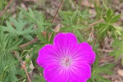 Geranium sanguineum_Marialu MURu