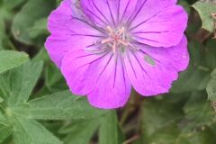 Geranium sanguineum_Marialu MURu