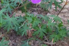Geranium sanguineum_Merce Vallicrosa CC BY-NC