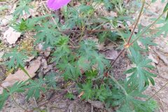 Geranium sanguineum_Merce Vallicrosa CC BY-NC