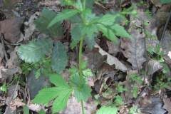 Geum urbanum_Jordi Puyuelo