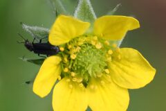 Geum urbanum_Josep Lluis Berdonces CC BY-NC