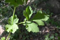 Geum urbanum_Margarida Vila CC BY-NC