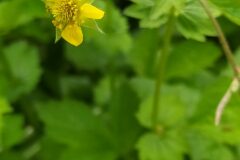 Geum urbanum_Merce Vallicrosa CC BY-NC