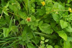 Geum urbanum_Merce Vallicrosa CC BY-NC