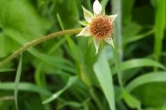 Geum urbanum_Merce Vallicrosa CC BY-NC