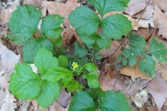 Geum urbanum_Merce Vallicrosa CC BY-NC
