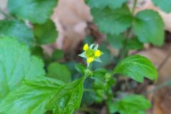 Geum urbanum_Merce Vallicrosa CC BY-NC