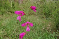 Gladiolus communis_Alexandra Perandones