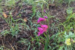Gladiolus communis_Katarzyna Zarnowiec CC BY-SA