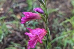 Gladiolus communis_Katarzyna Zarnowiec CC BY-SA