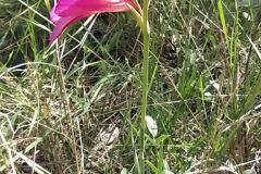 Gladiolus communis_Merce Vallicrosa CC BY-NC