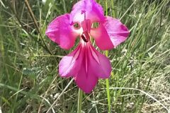 Gladiolus communis_Merce Vallicrosa CC BY-NC