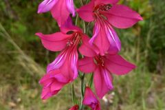 Gladiolus communis_Neus Julia CC BY-SA